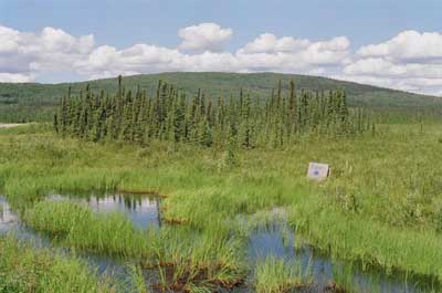 Photo of wetland and distant hills at the Blueberry Preserves.