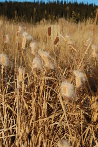 Cattails