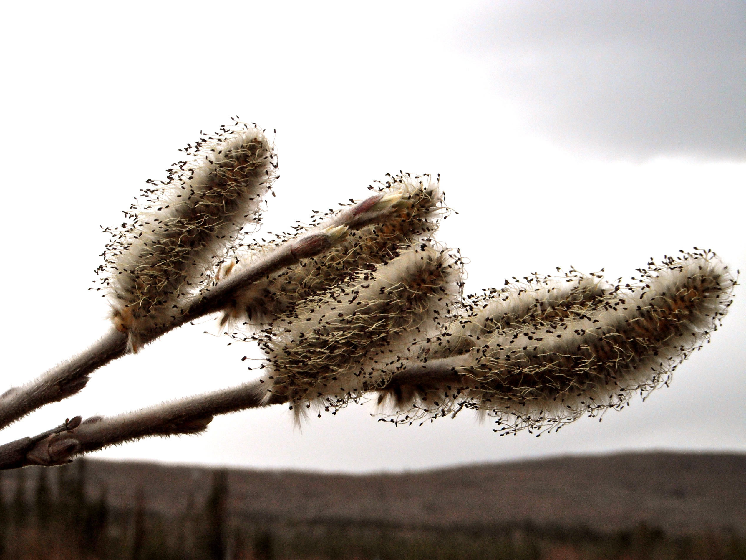 willow catkins