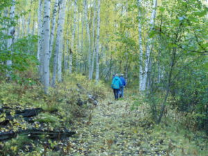 Two hikers walking along a trail in a birch forest