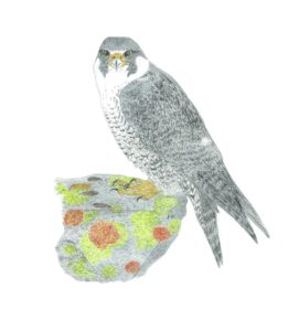Drawing of peregrine falcon