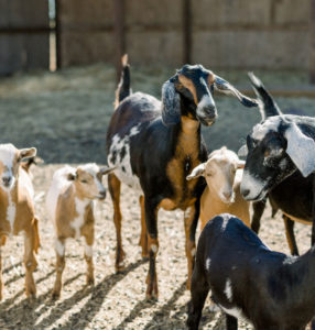 Six goats