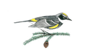 Drawing of a bird with black and white face and wings, yellow streaks on its head, underwing, and rump