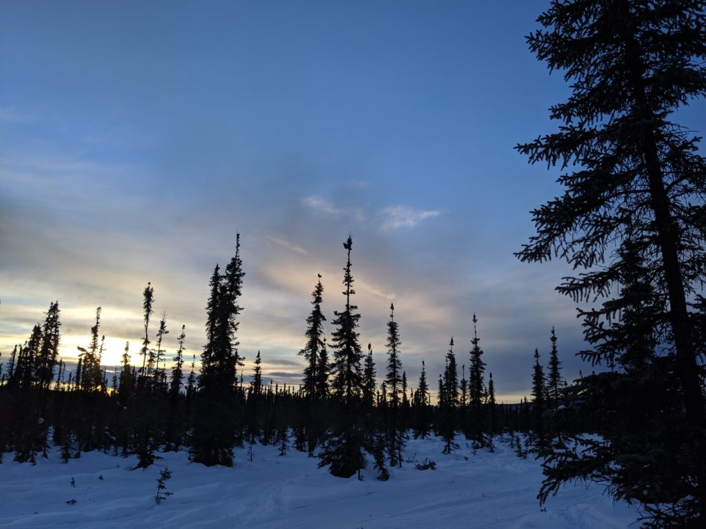 Spruce forest at sunset