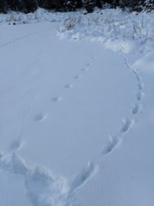 Snow tracks in Goldstream Valley