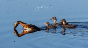 A mother red necked grebe and three fluffy grebettes