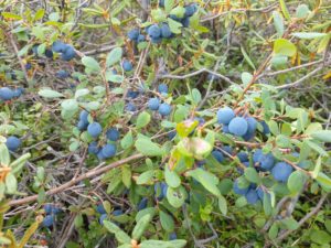 Photo of big, ripe blueberries