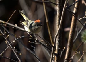Ruby-crowned kinglet from Lost Lake